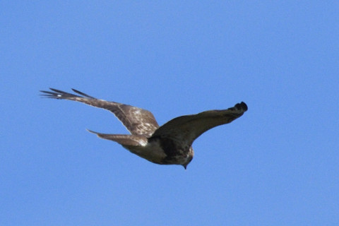 トリミング 2019/10月 SIGMA150-600C+D500 600mm F8 ss1/2000 ISO450 AF-C 25点