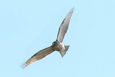 0.5倍トリミング 2019/10月 SIGMA150-600C+D500 600mm F8 ss1/1250 ISO160 AF-C 25点