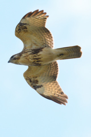 0.4倍トリミング 2019/10月 SIGMA150-600C+D500 600mm F8 ss1/1250 ISO400 AF-C 25点