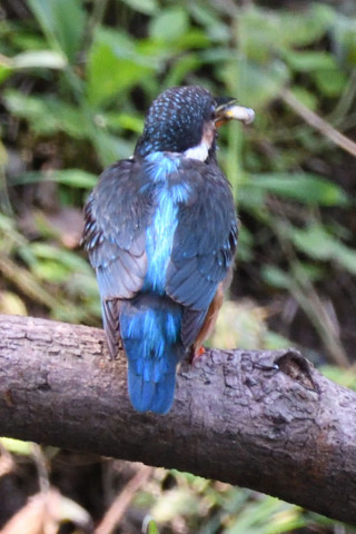 トリミング 2019/10月 SIGMA150-600C+D500 600mm F7.1 ss1/200 ISO1250