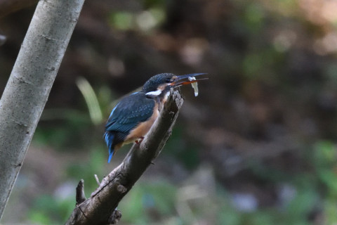 0.4倍トリミング 2019/10月 SIGMA150-600C+D500 600mm F7.1 ss1/1250 ISO6400