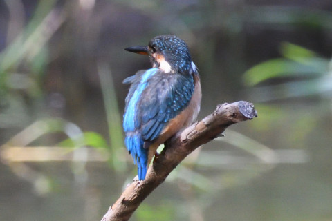 約0.67倍トリミング 2019/10月 SIGMA150-600C+D500 600mm F8 ss1/500 ISO2500