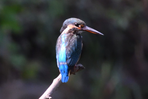 約0.67倍トリミング 2019/10月 SIGMA150-600C+D500 600mm F8 ss1/1250 ISO4000