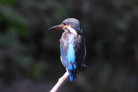 約0.67倍トリミング 2019/10月 SIGMA150-600C+D500 600mm F8 ss1/1250 ISO3200