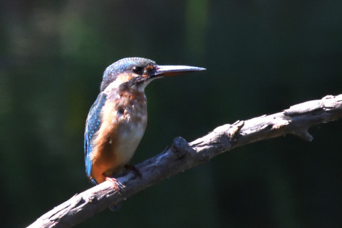 約0.67倍トリミング 2019/10月 SIGMA150-600C+D500 600mm F8 ss1/1250 ISO5000