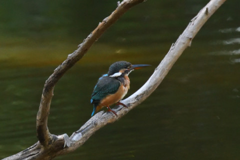 0.4倍トリミング 2019/10月 SIGMA150-600C+D500 550mm F8 ss1/640 ISO6400