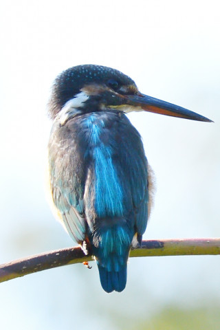 トリミング 2019/10月 SIGMA150-600C+D500 600mm F8 ss1/320 ISO250