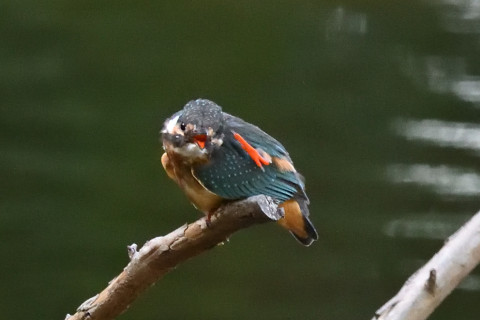 約0.67倍トリミング 2019/10月 SIGMA150-600C+D500 600mm F8 ss1/500 ISO6400