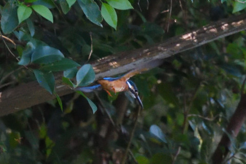 0.5倍トリミング 2019/10月 SIGMA150-600C+D500 600mm F8 ss1/1000 ISO6400 AF-C シングル