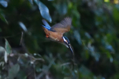 約0.67倍トリミング 2019/10月 SIGMA150-600C+D500 600mm F8 ss1/1000 ISO6400 AF-C シングル