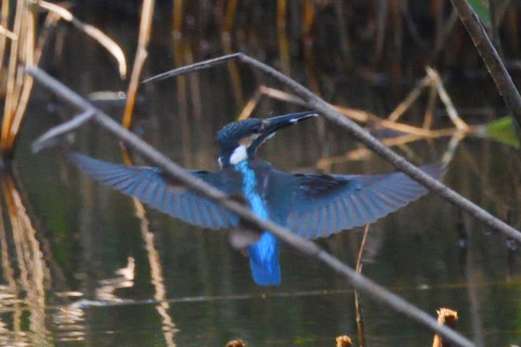 約0.67倍トリミング 2019/10月 SIGMA150-600C+D500 600mm F8 ss1/800 ISO2500 AF-C シングル