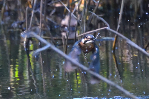 約0.67倍トリミング 2019/10月 SIGMA150-600C+D500 600mm F8 ss1/640 ISO6400 AF-C シングル