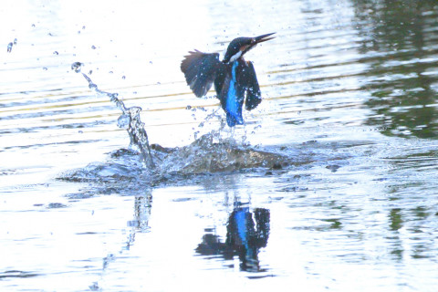 0.4倍トリミング 2019/10月 SIGMA150-600C+D500 600mm F8 ss1/1600 ISO2500 AF-C シングル