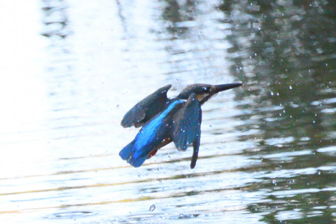 約0.67倍トリミング 2019/10月 SIGMA150-600C+D500 600mm F8 ss1/1600 ISO2000 AF-C シングル