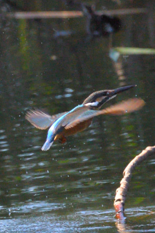 約0.67倍トリミング 2019/10月 SIGMA150-600C+D500 600mm F8 ss1/1600 ISO1100 AF-C シングル