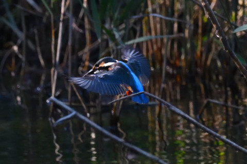 0.5倍トリミング 2019/10月 SIGMA150-600C+D500 600mm F8 ss1/1600 ISO6400 AF-C シングル
