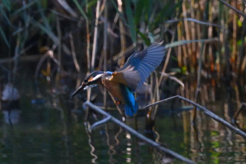 0.5倍トリミング 2019/10月 SIGMA150-600C+D500 600mm F8 ss1/1600 ISO6400 AF-C シングル