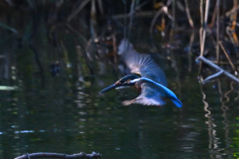 0.5倍トリミング 2019/10月 SIGMA150-600C+D500 600mm F8 ss1/1600 ISO6400 AF-C シングル