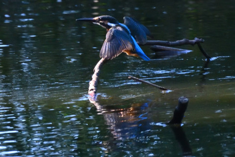 0.5倍トリミング 2019/10月 SIGMA150-600C+D500 600mm F8 ss1/1600 ISO6400 AF-C シングル