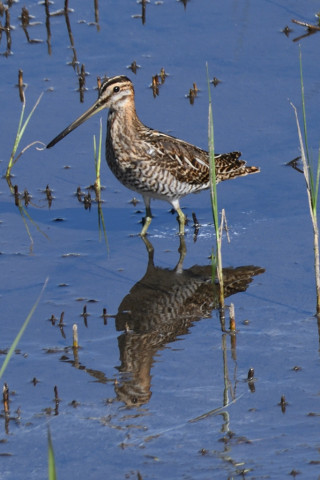 約0.67倍トリミング 2019/10月 SIGMA150-600C+D500 600mm F8 ss1/250 ISO160