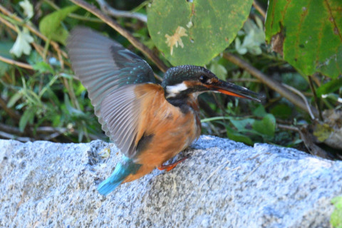 約0.33倍トリミング 2019/10月 SIGMA150-600C+D500 600mm F8 ss1/160 ISO800 AF-C 25点