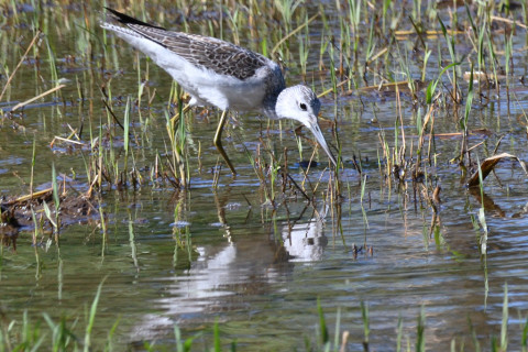0.5倍トリミング 2019/10月 SIGMA150-600C+D500 600mm F8 ss1/1250 ISO1000