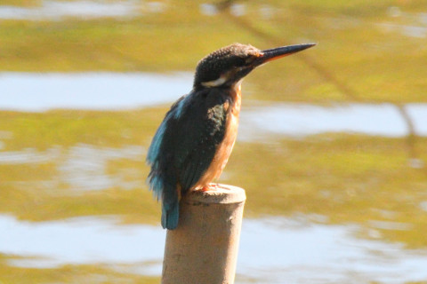 約0.67倍トリミング 2019/10月 SIGMA150-600C+D500 600mm F8 ss1/1250 ISO1250
