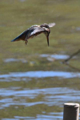 0.5倍トリミング 2019/10月 SIGMA150-600C+D500 600mm F8 ss1/1600 ISO1250 AF-C 25点