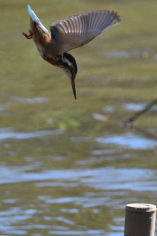 0.5倍トリミング 2019/10月 SIGMA150-600C+D500 600mm F8 ss1/1600 ISO1400 AF-C 25点