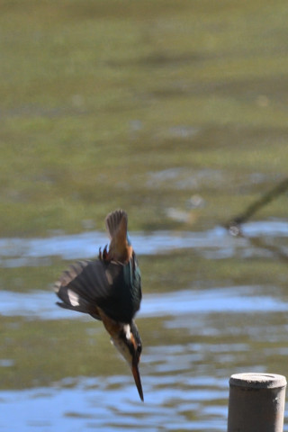 0.5倍トリミング 2019/10月 SIGMA150-600C+D500 600mm F8 ss1/1600 ISO1400 AF-C 25点