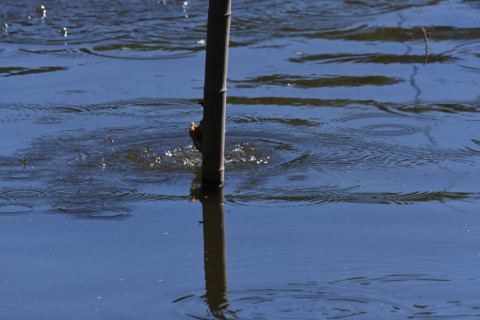 2019/10月 SIGMA150-600C+D500 600mm F8 ss1/1600 ISO800 AF-C 25点