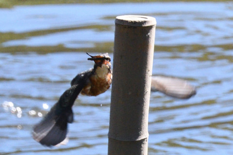 約0.67倍トリミング 2019/10月 SIGMA150-600C+D500 600mm F8 ss1/1600 ISO1100 AF-C 25点