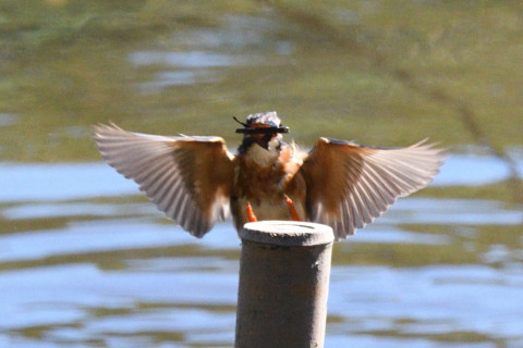 約0.67倍トリミング 2019/10月 SIGMA150-600C+D500 600mm F8 ss1/1600 ISO1100 AF-C 25点