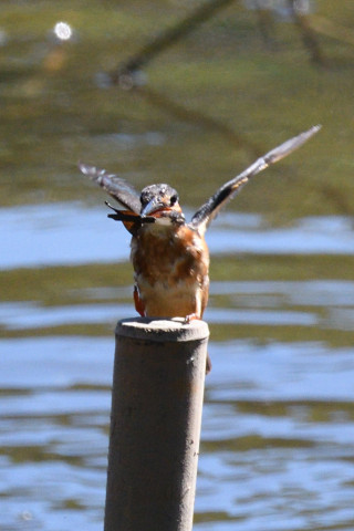 約0.67倍トリミング 2019/10月 SIGMA150-600C+D500 600mm F8 ss1/1600 ISO1100 AF-C 25点