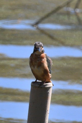 約0.67倍トリミング 2019/10月 SIGMA150-600C+D500 600mm F8 ss1/1600 ISO1400