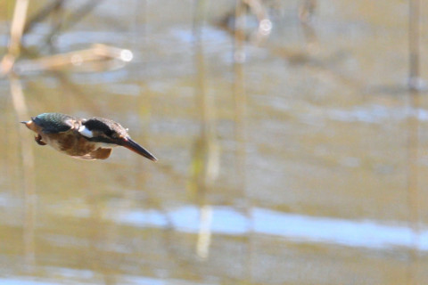 0.5倍トリミング 2019/10月 SIGMA150-600C+D500 600mm F8 ss1/1600 ISO2000 AF-C 25点