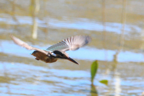 0.5倍トリミング 2019/10月 SIGMA150-600C+D500 600mm F8 ss1/1600 ISO2000 AF-C 25点