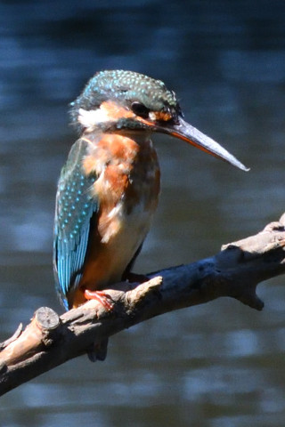 トリミング 2019/10月 SIGMA150-600C+D500 600mm F8 ss1/1250 ISO1800