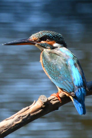 トリミング 2019/10月 SIGMA150-600C+D500 600mm F8 ss1/250 ISO450