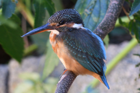 0.5倍トリミング 2019/10月 SIGMA150-600C+D500 250mm F6.3 ss1/50 ISO720