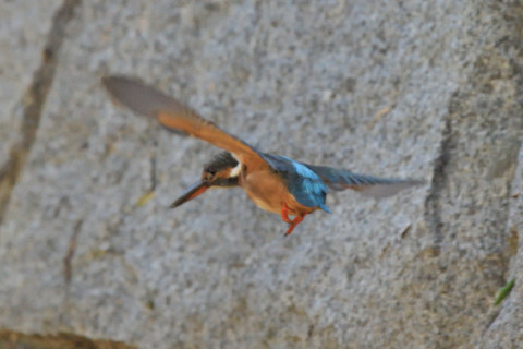 約0.29倍トリミング 2019/10月 SIGMA150-600C+D500 600mm F8 ss1/1250 ISO3200 AF-C 25点