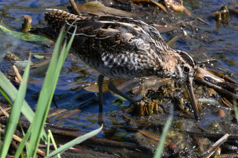 0.5倍トリミング 2019/10月 SIGMA150-600C+D500 600mm F8 ss1/200 ISO200