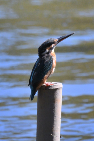 約0.67倍トリミング 2019/10月 SIGMA150-600C+D500 600mm F8 ss1/1600 ISO1250