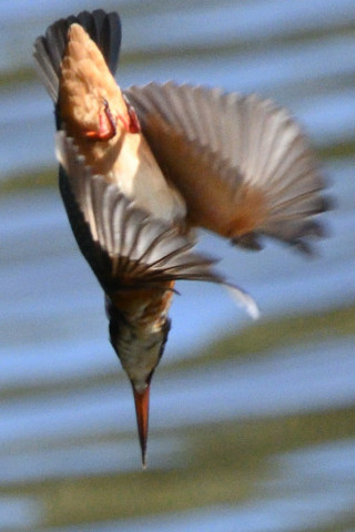 トリミング 2019/10月 SIGMA150-600C+D500 600mm F8 ss1/1600 ISO1100 AF-C 25点
