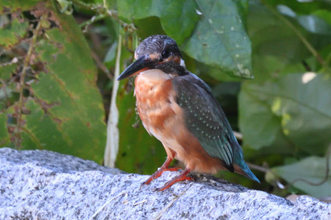 0.5倍トリミング 2019/10月 SIGMA150-600C+D500 600mm F8 ss1/125 ISO2800