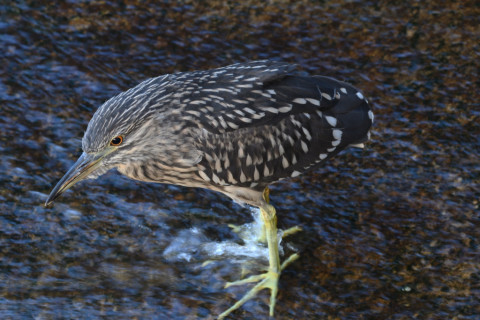 2019/10月 SIGMA150-600C+D500 350mm F8 ss1/80 ISO1600