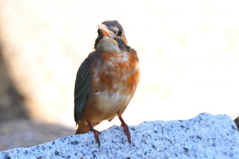 2019/10月 SIGMA150-600C+D500 500mm F6.3 ss1/125 ISO900