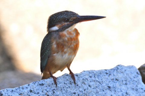 2019/10月 SIGMA150-600C+D500 500mm F6.3 ss1/100 ISO280