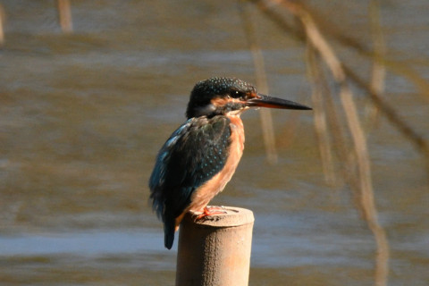 約0.67倍トリミング 2019/10月 SIGMA150-600C+D500 600mm F8 ss1/1250 ISO1100