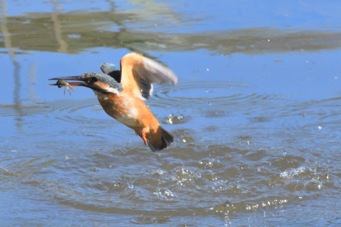 0.5倍トリミング 2019/10月 SIGMA150-600C+D500 600mm F8 ss1/2500 ISO2200 AF-C 25点